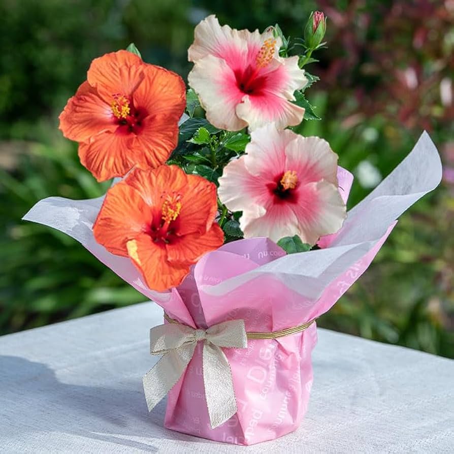 Amazon｜ハッピーガーデン 花 ギフト 鉢植え ハイビスカス